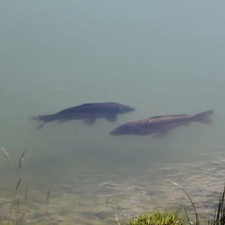 Szalas Muflon - Mufflonhuette مزرعة للإقامة *