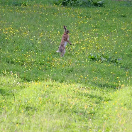 Szalas Muflon - Mufflonhuette * يلينيا غورا