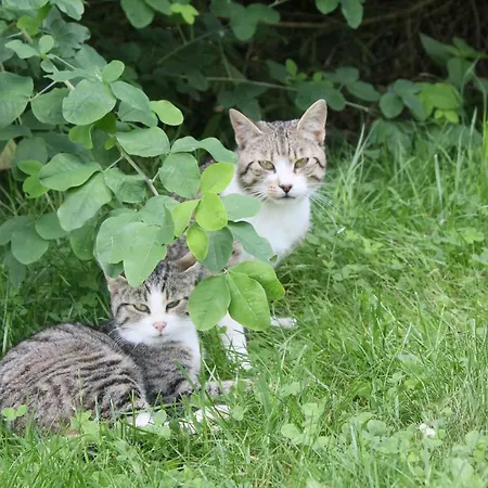 Szalas Muflon - Mufflonhuette يلينيا غورا