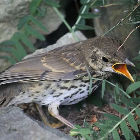 مزرعة للإقامة Szalas Muflon - Mufflonhuette يلينيا غورا