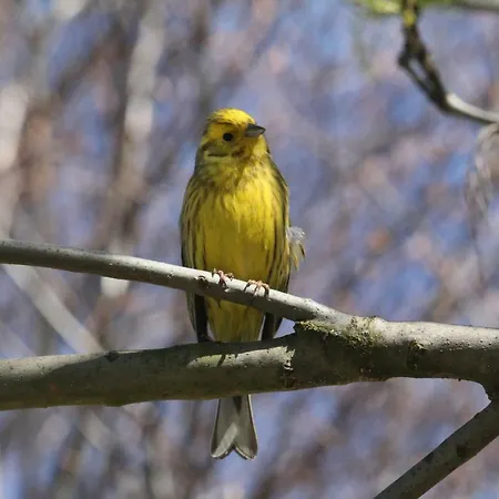 Szalas Muflon - Mufflonhuette * يلينيا غورا