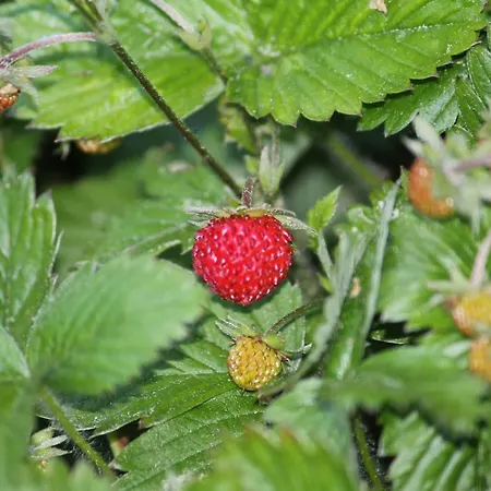 Szalas Muflon - Mufflonhuette مزرعة للإقامة يلينيا غورا