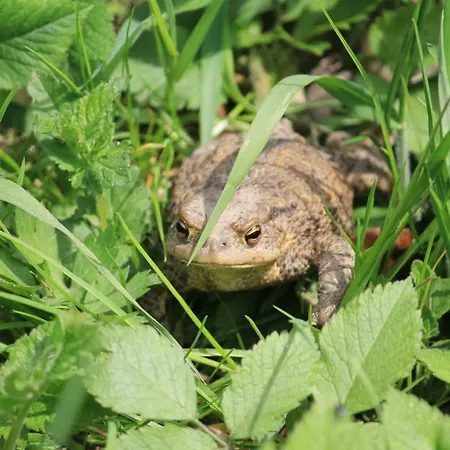Szalas Muflon - Mufflonhuette مزرعة للإقامة *