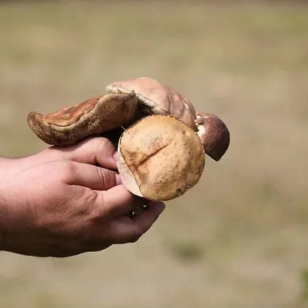 Szalas Muflon - Mufflonhuette مزرعة للإقامة *