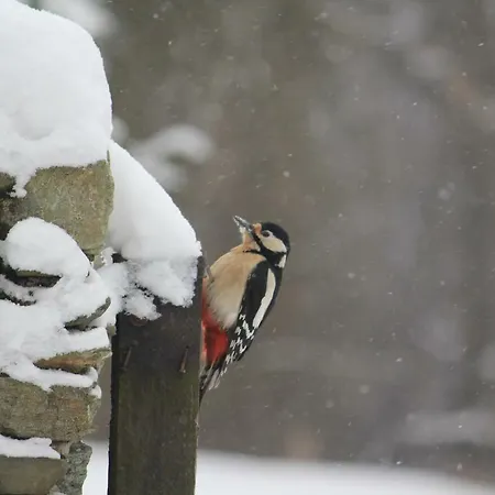 Szalas Muflon - Mufflonhuette مزرعة للإقامة يلينيا غورا
