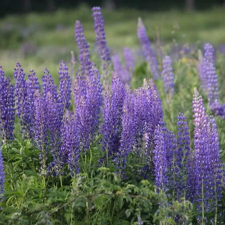 مزرعة للإقامة Szalas Muflon - Mufflonhuette يلينيا غورا