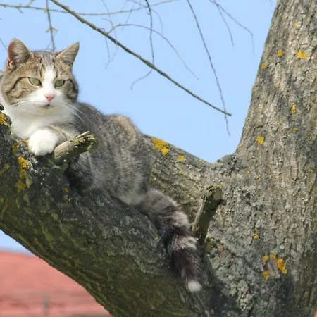 Szalas Muflon - Mufflonhuette مزرعة للإقامة *