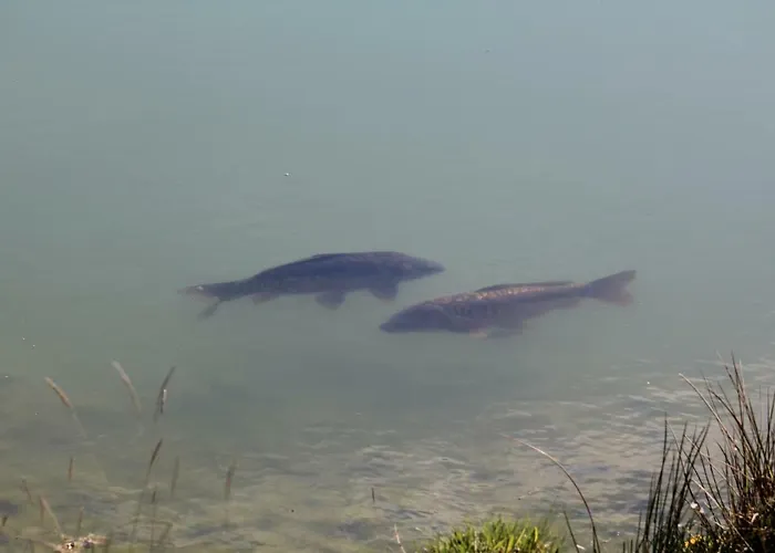 Szalas Muflon - Mufflonhuette Farma *