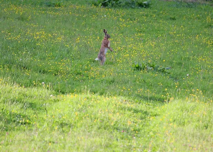 Szalas Muflon - Mufflonhuette * Jelení Hora