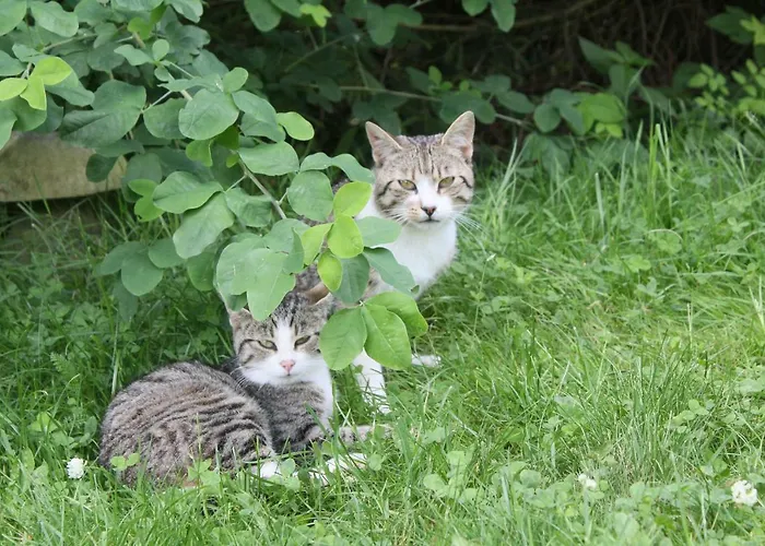 Szalas Muflon - Mufflonhuette Jelení Hora