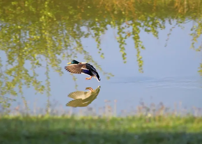Szalas Muflon - Mufflonhuette Farma