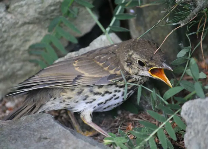 Farma Szalas Muflon - Mufflonhuette Jelení Hora