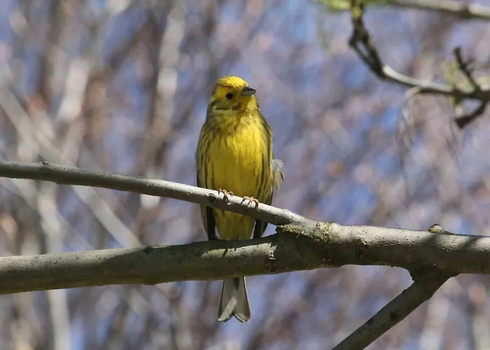 Szalas Muflon - Mufflonhuette * Jelení Hora