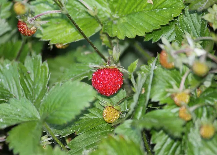 Szalas Muflon - Mufflonhuette Farma Jelení Hora