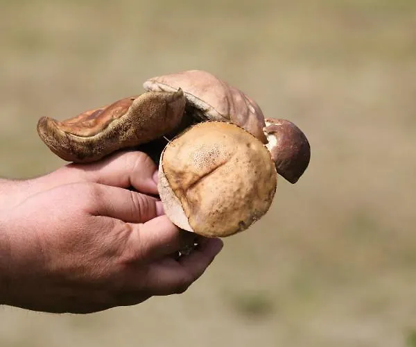 Szalas Muflon - Mufflonhuette Farma *