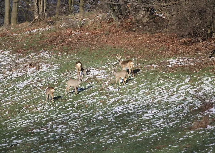 Szalas Muflon - Mufflonhuette Farma *