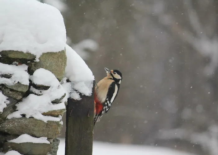 Szalas Muflon - Mufflonhuette Farma Jelení Hora