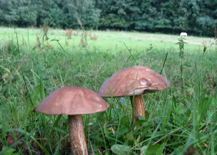 Szalas Muflon - Mufflonhuette Farma *