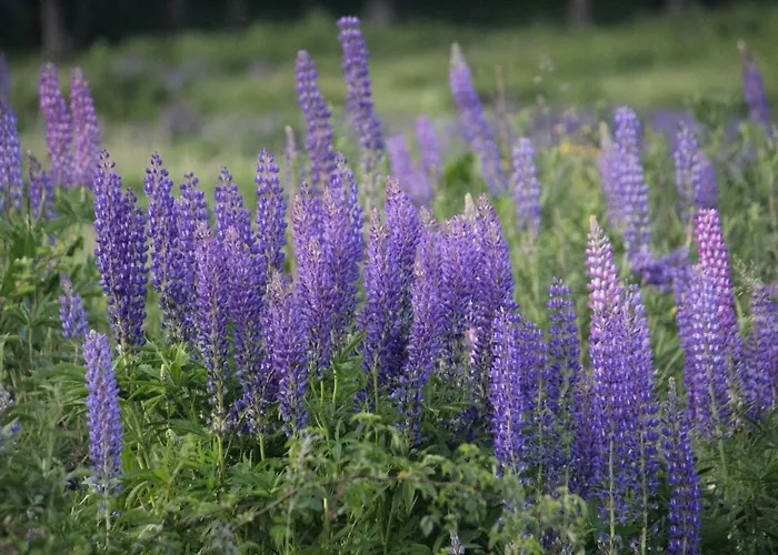 Farma Szalas Muflon - Mufflonhuette Jelení Hora