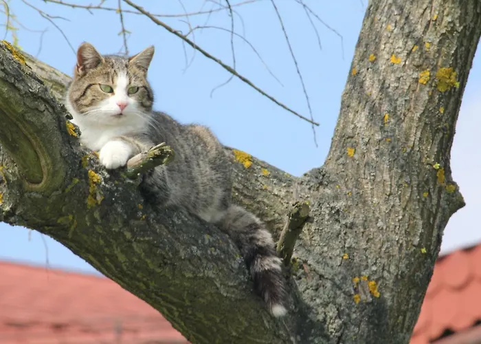 Szalas Muflon - Mufflonhuette Farma *